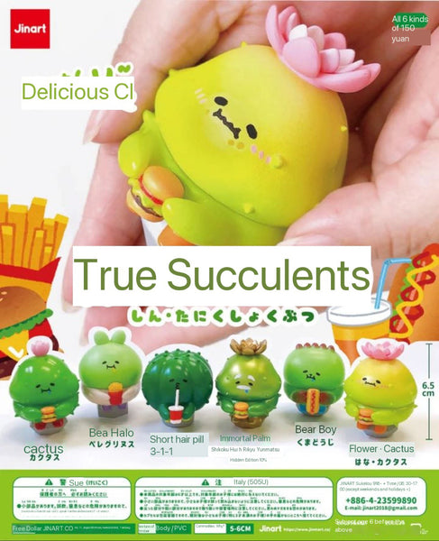 Succulent Plants by Jinart (Opened box)